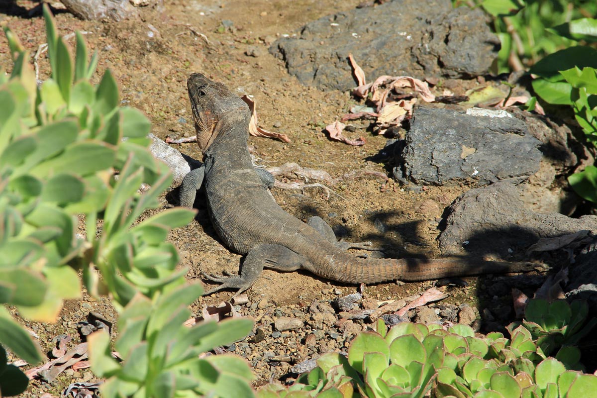 Lucertole giganti a Gran Canaria:  Gallotia stehlini